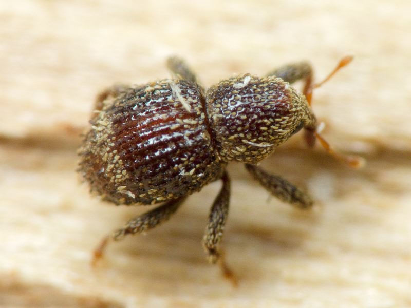 Acalles (Acalles) echinatus (Germar, 1824)